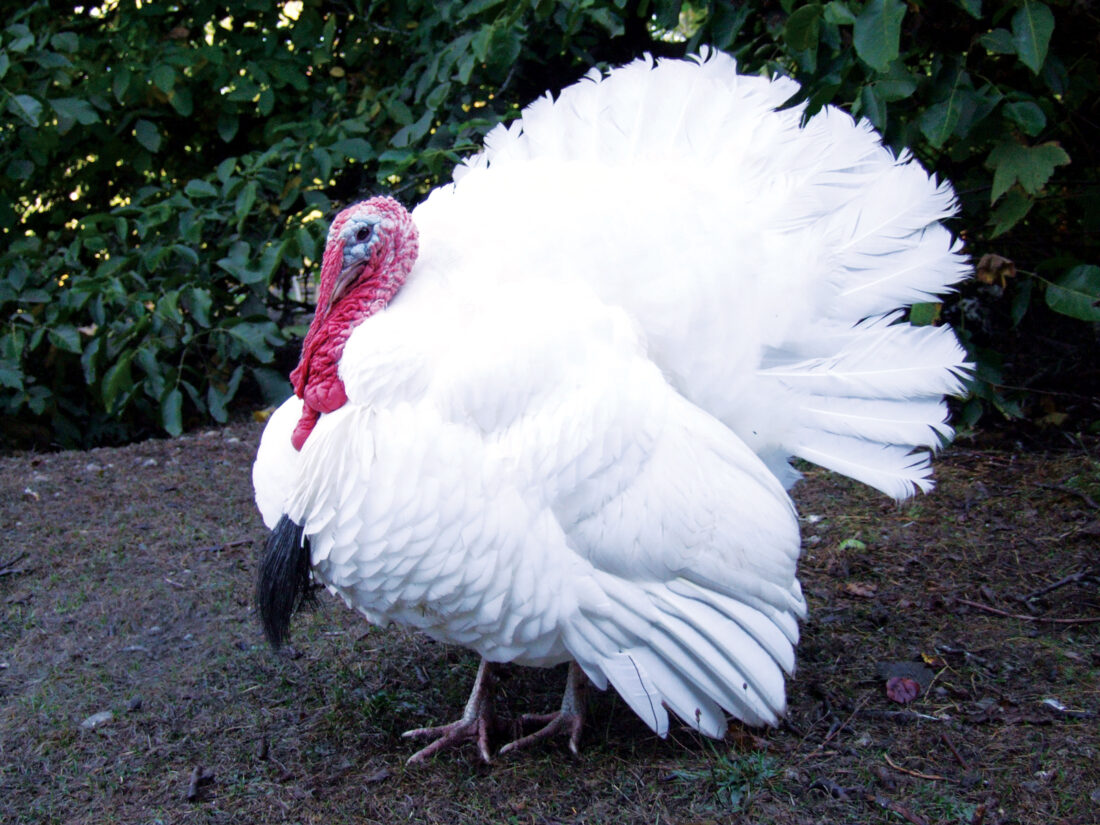 Buy White Turkeys For sale - Image 2