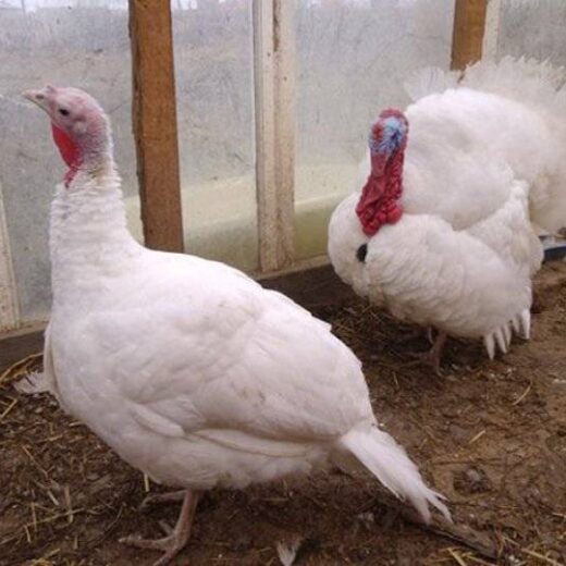 Buy White Turkeys For sale