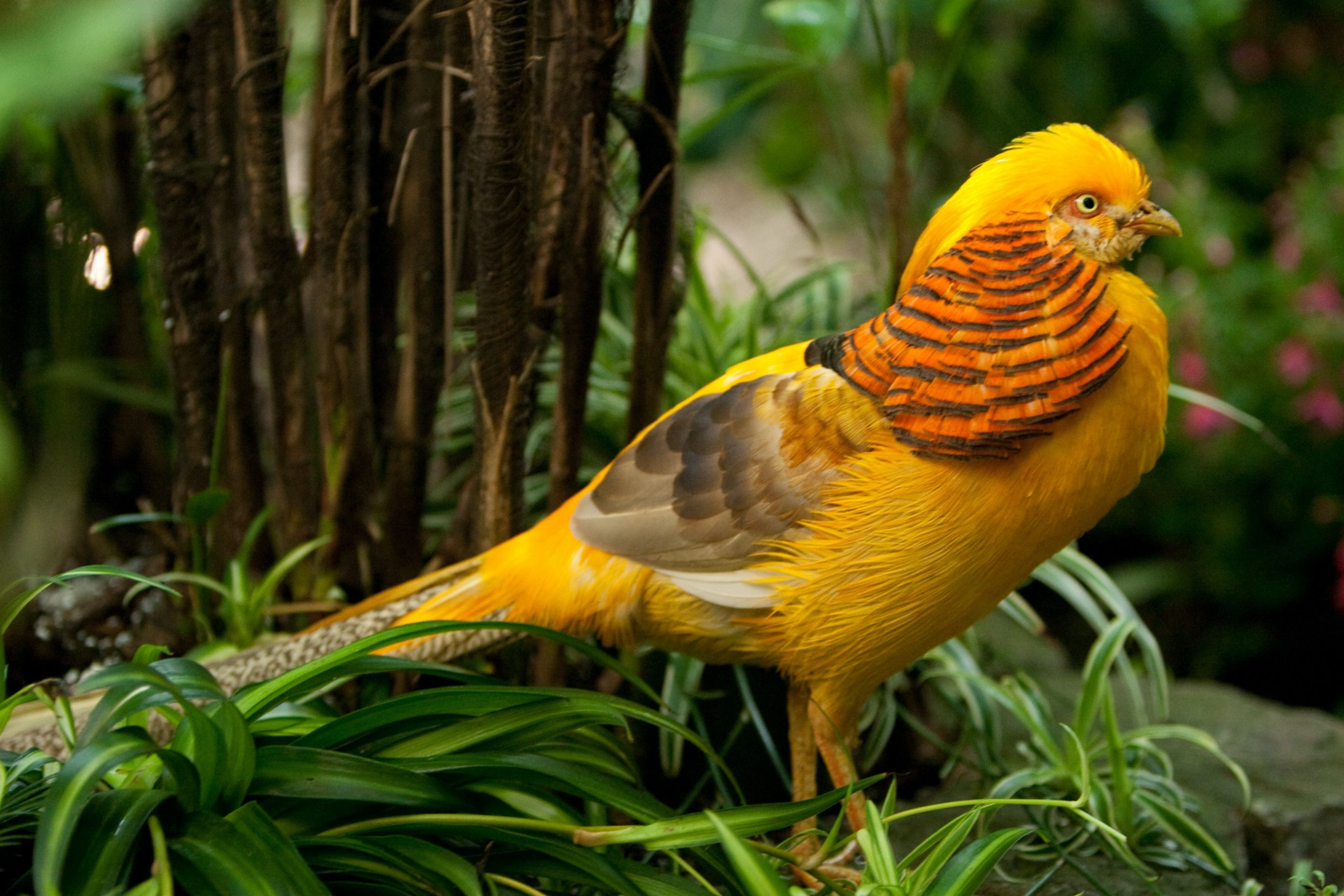 Yellow Golden Pheasants