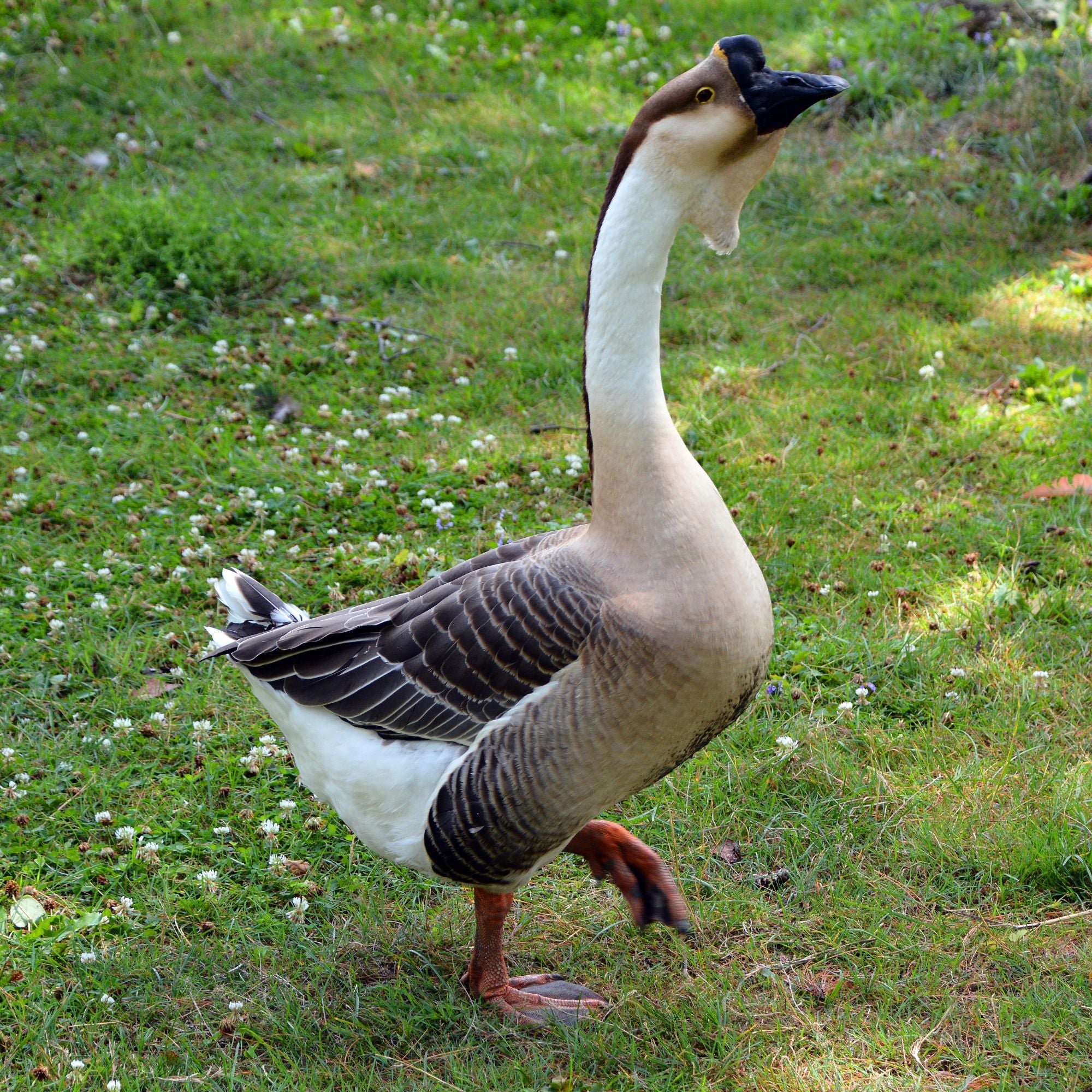 14-Month-Old Brown African Gander for Sale - Image 2