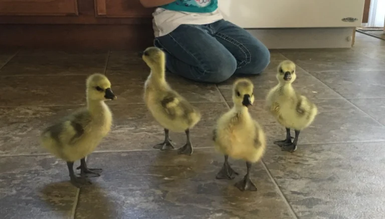 Buy sexed live Brown African day-old goslings - Image 2