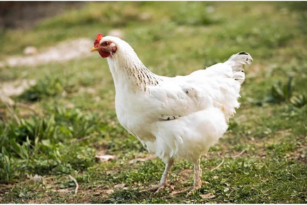 amber star hens for sale