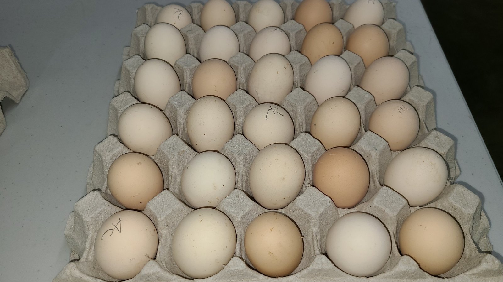 Available Black Laced Silver Wyandottes Hatching Eggs