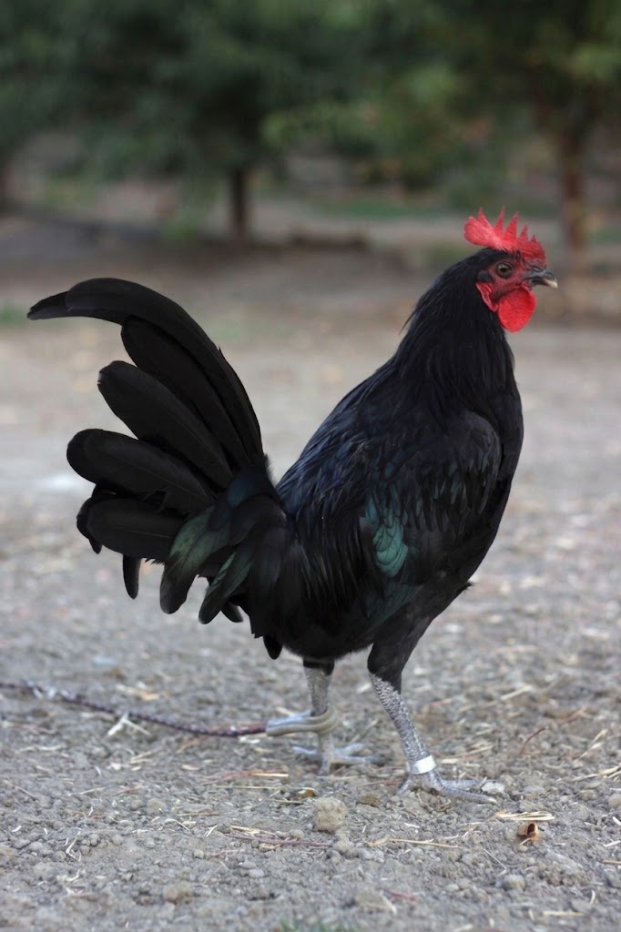 purebred Solid Black Mug gamefowl cocks