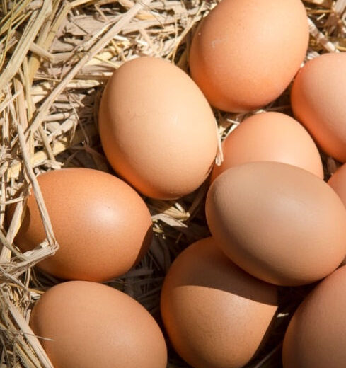 barred rock hatching eggs for sale