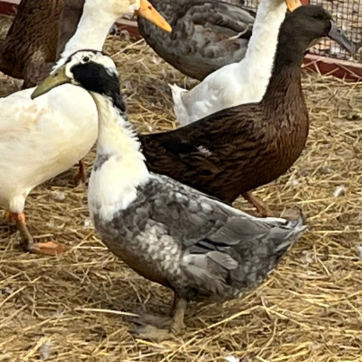dutch hookbill ducks for sale