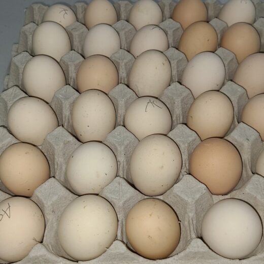 Black Australorp Hatching Eggs Near Me