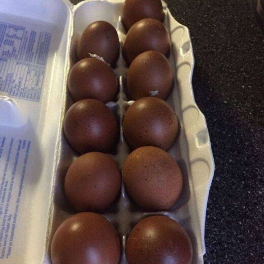 black copper marans eggs for sale