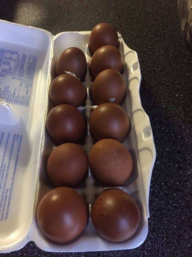 black copper marans eggs for sale