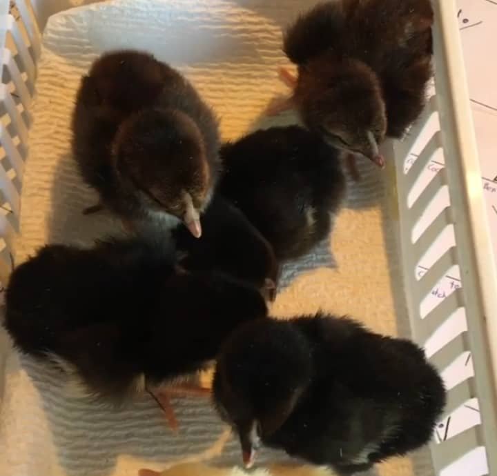 Black McLean Day-Old Baby Chicks for Sale