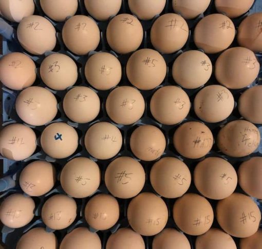 Purebred Black McLean Hatching Eggs For Sale