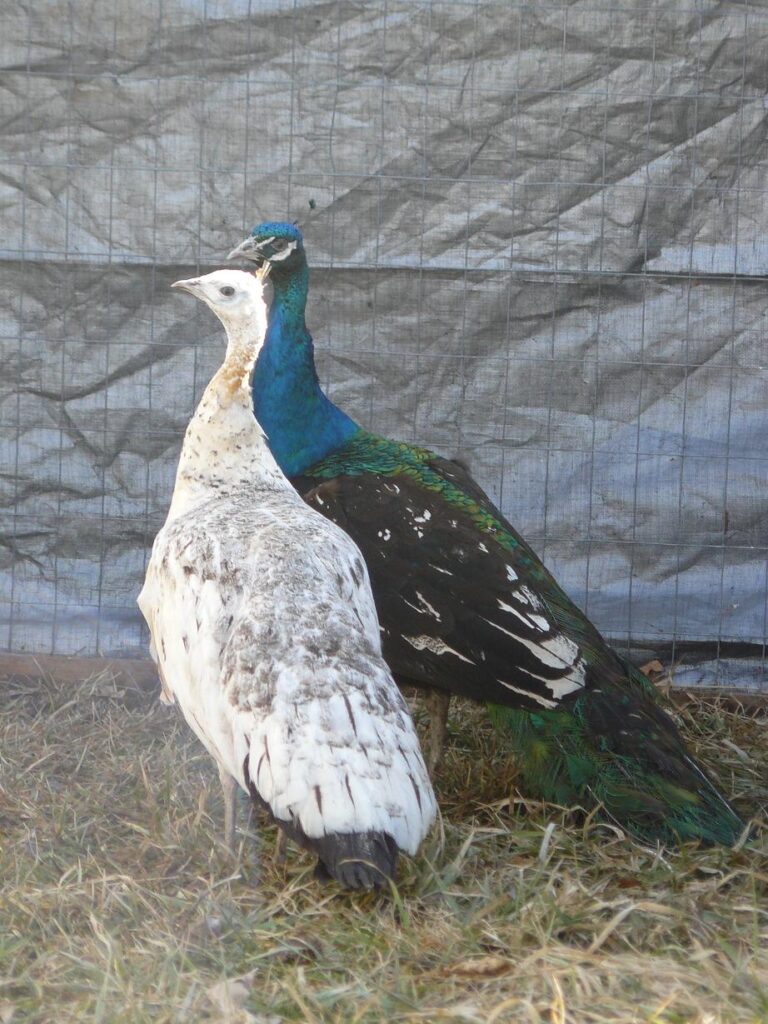 black shoulder peafowl pair for sale - Image 2