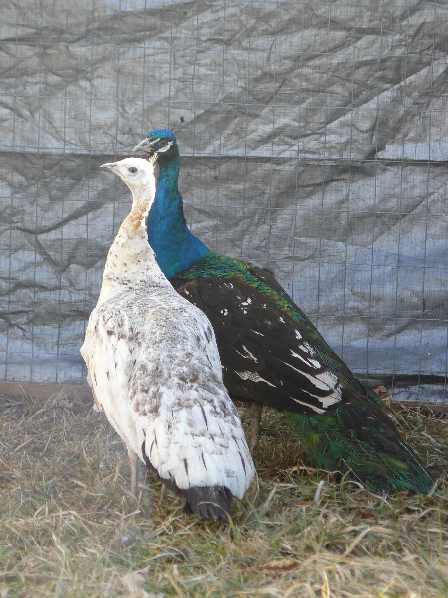 black shoulder peafowl pair for sale