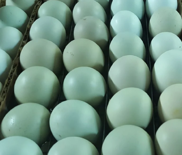 black ameraucana chicken for sale - Image 6