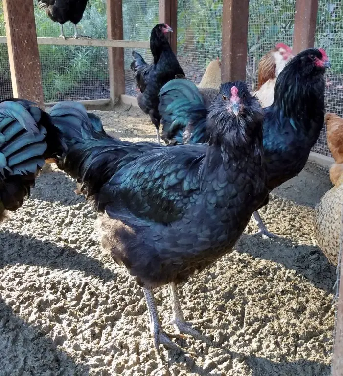 black ameraucana chicken for sale