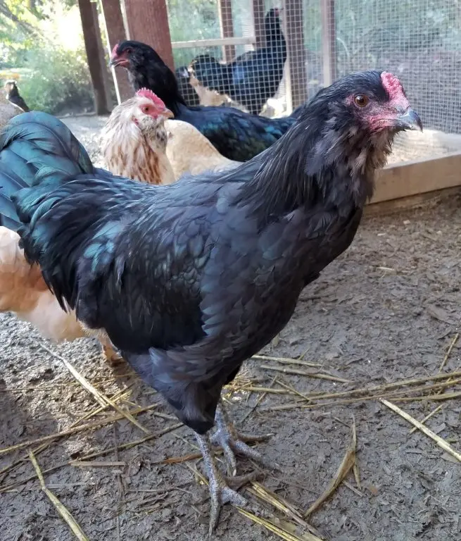 black ameraucana chicken for sale - Image 7