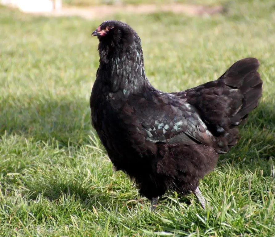 black ameraucana chicken for sale - Image 5