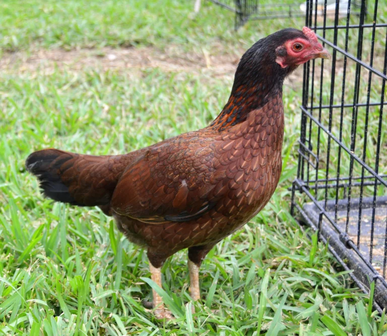 aseel hen for sale