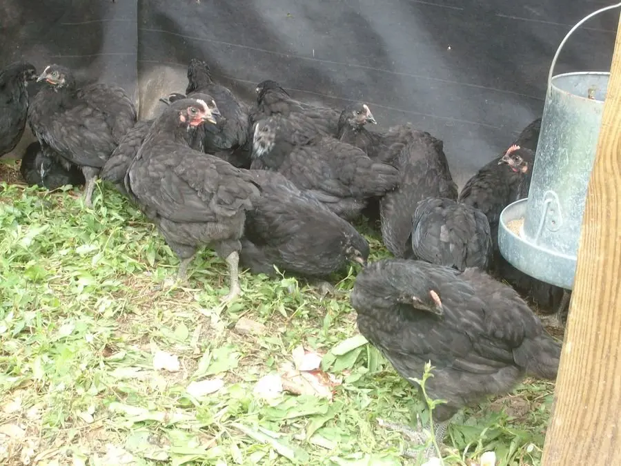 black jersey giant chickens for sale - Image 4