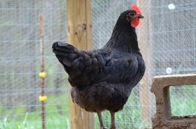 black jersey giant chickens for sale - Image 2
