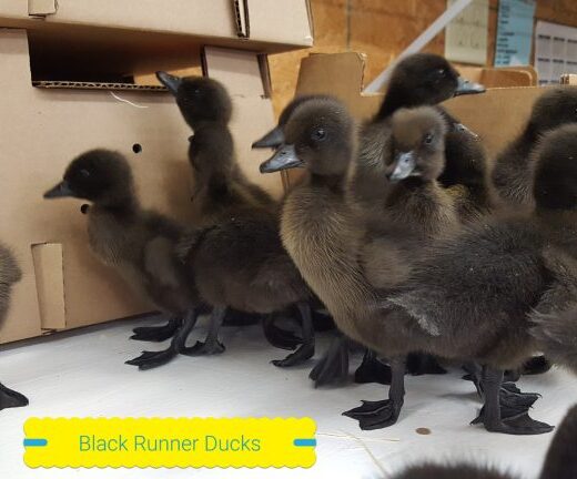 Buy live Black Runner day-old ducklings online