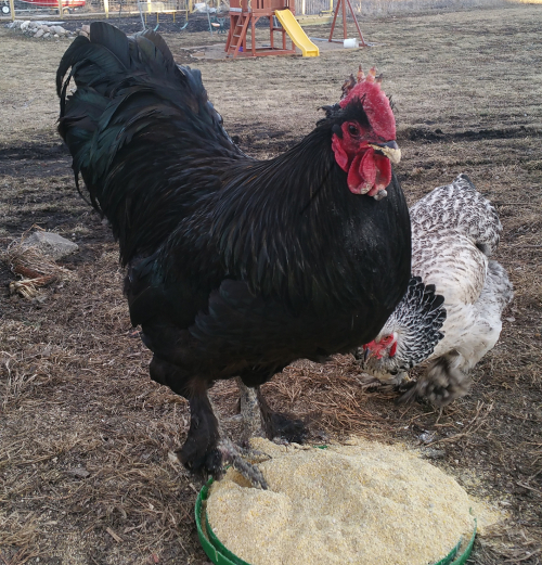 black langshan chickens for sale - Image 3