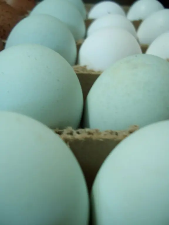 black ameraucana chicken for sale - Image 4