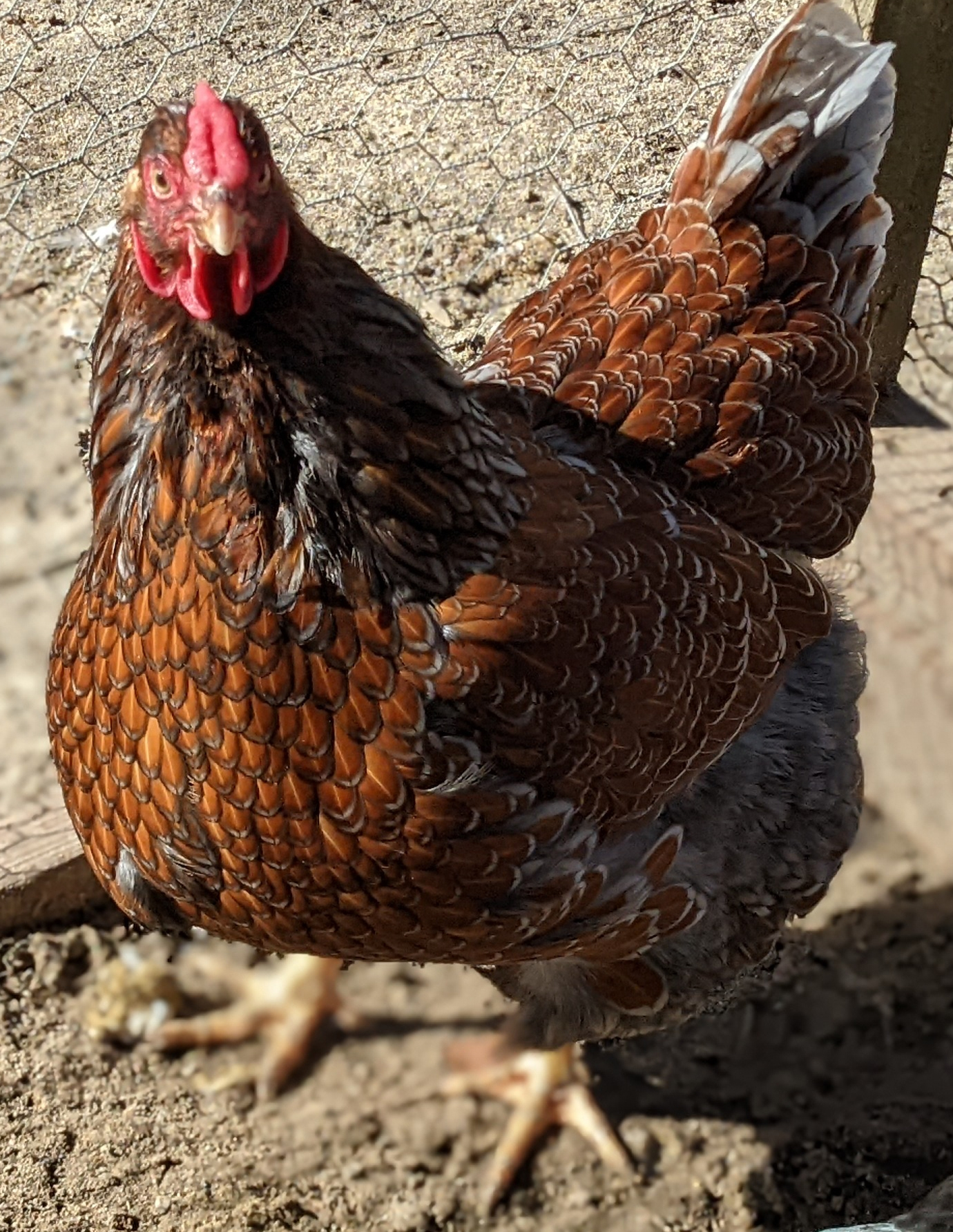Red Laced Gold Wyandotte - Image 2