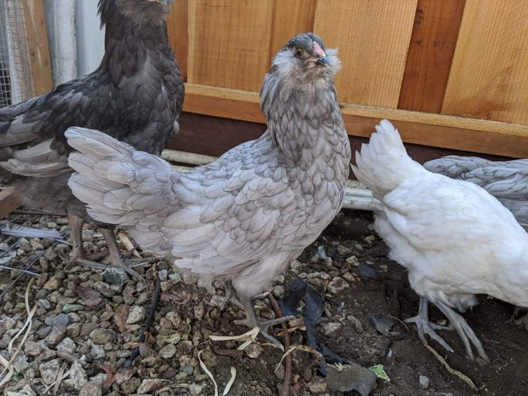 blue ameraucana chicken for sale - Image 5