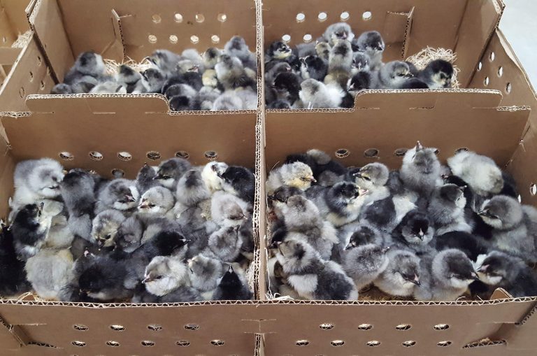 blue ameraucana chicken for sale - Image 2