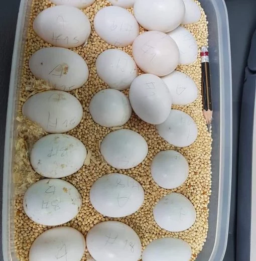 Blue-Fronted Amazon Parrot Eggs For Sale