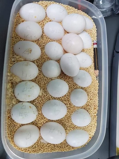 Blue-Fronted Amazon Parrot Eggs For Sale