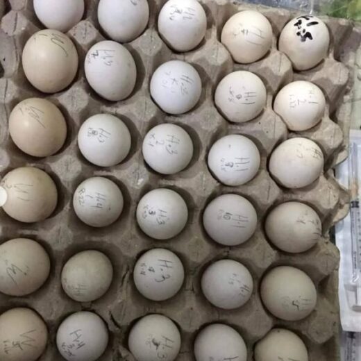 Blue Mug Hatching Eggs for sale