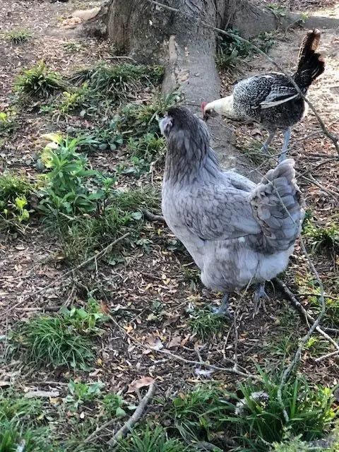 blue ameraucana chicken for sale - Image 3