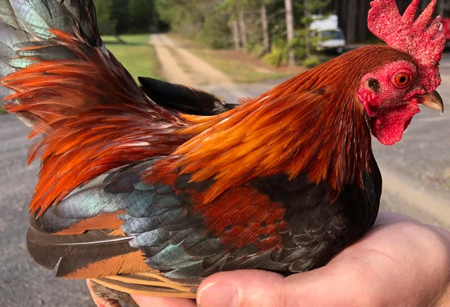 BLACK BREASTED BROWN RED STANDARD OLD ENGLISH CHICKS, NOT SEXED - Image 2