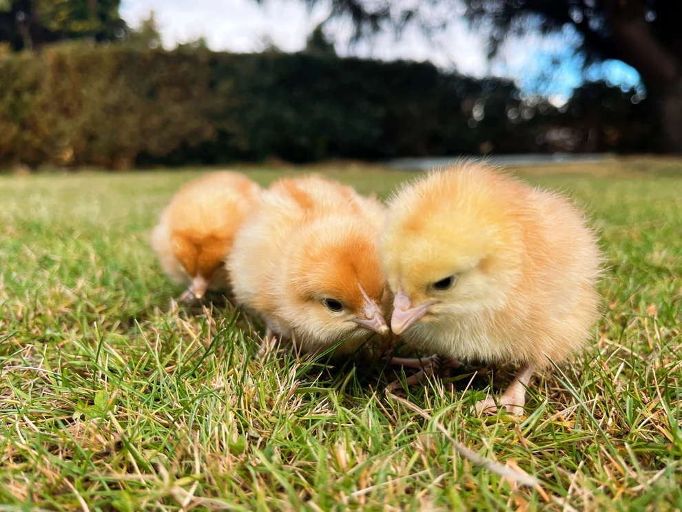 Buy sexed Brown Shaver day-old chicks - Image 2