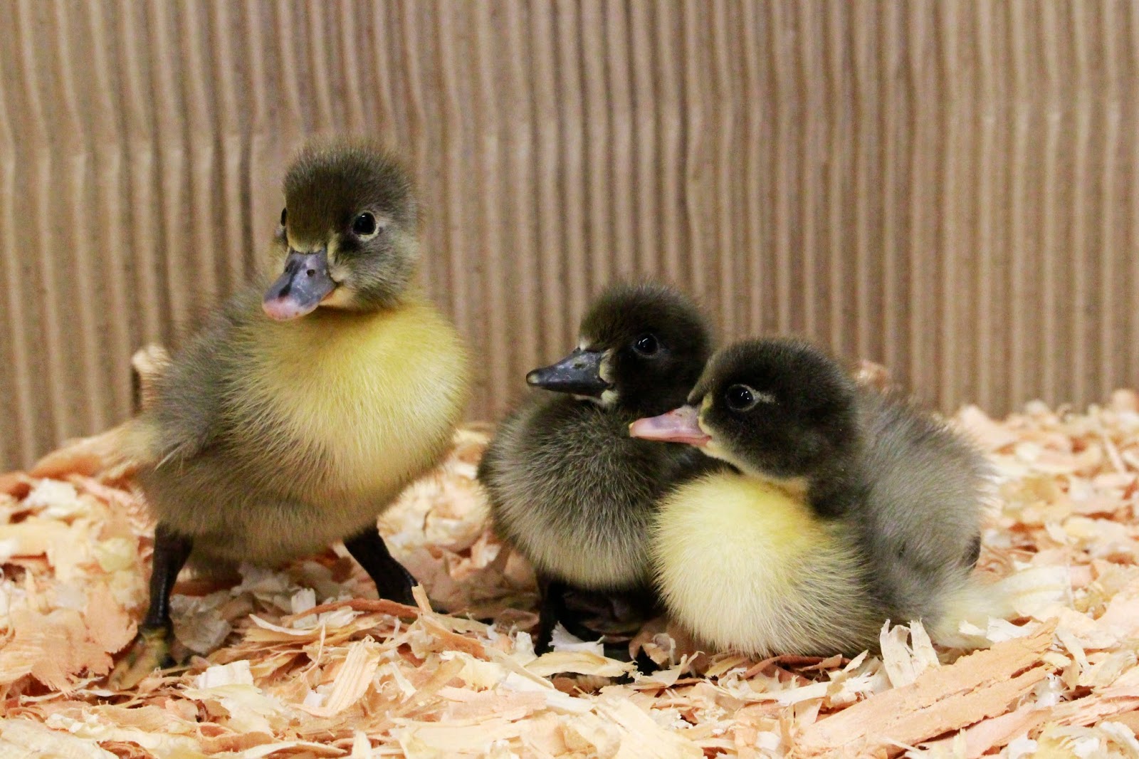 Buy live Blue Swedish day-old ducklings online
