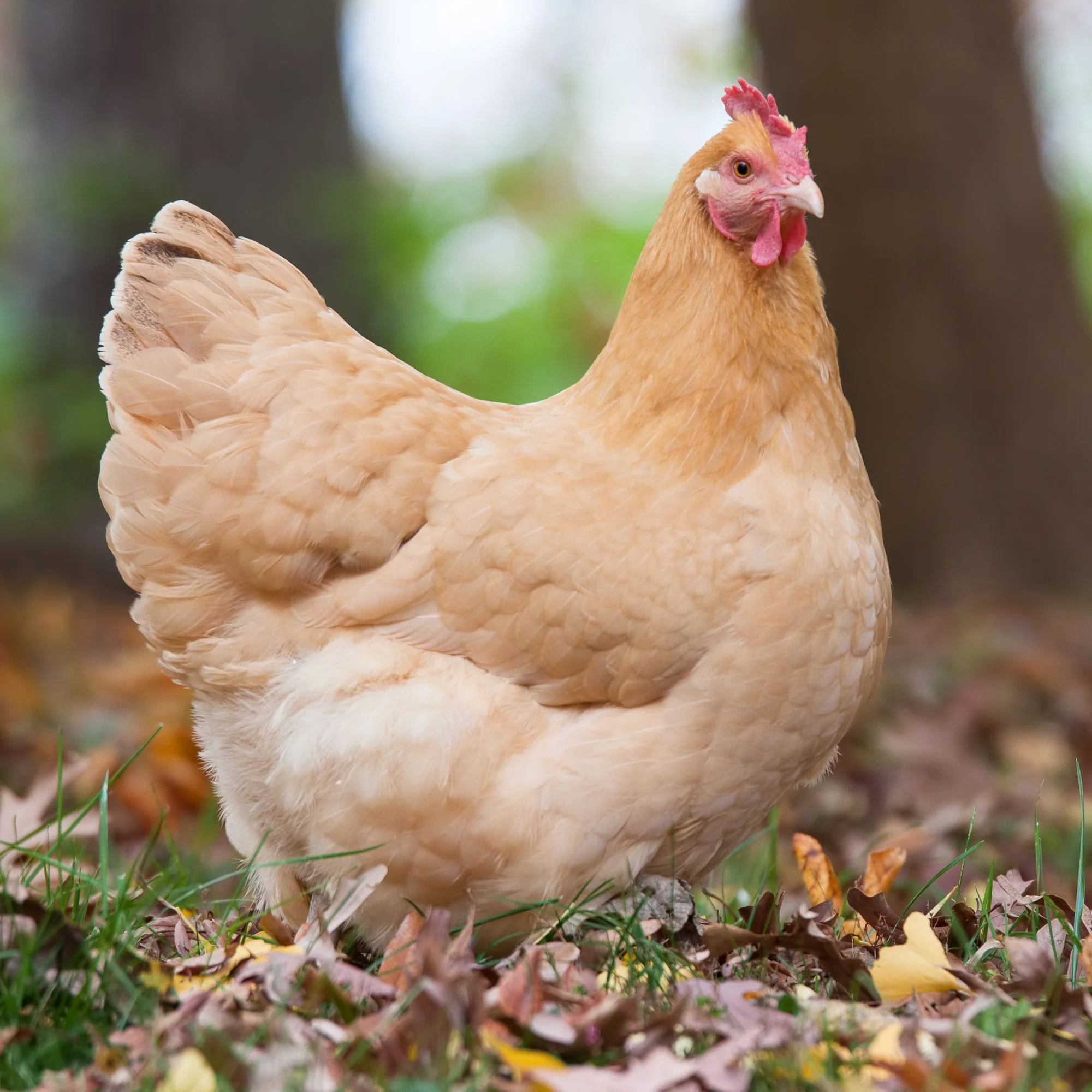 Buff Orpington hens - Image 2