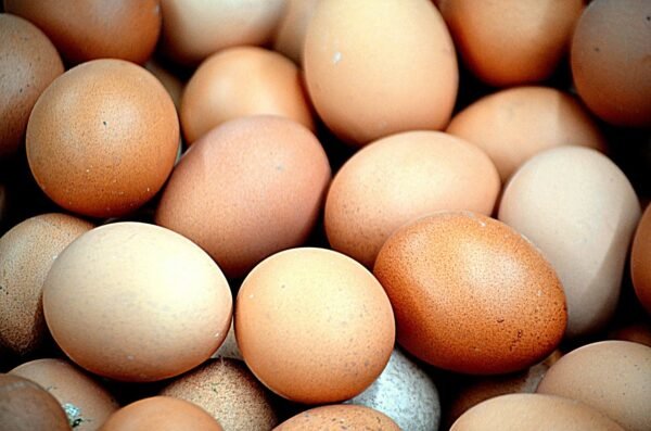 Buy Black Jersey Giants Hatching Eggs - Image 2