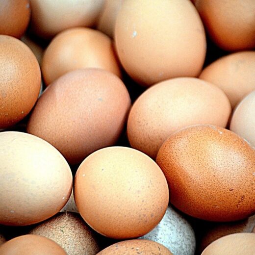 Buy Delaware Hatching Eggs