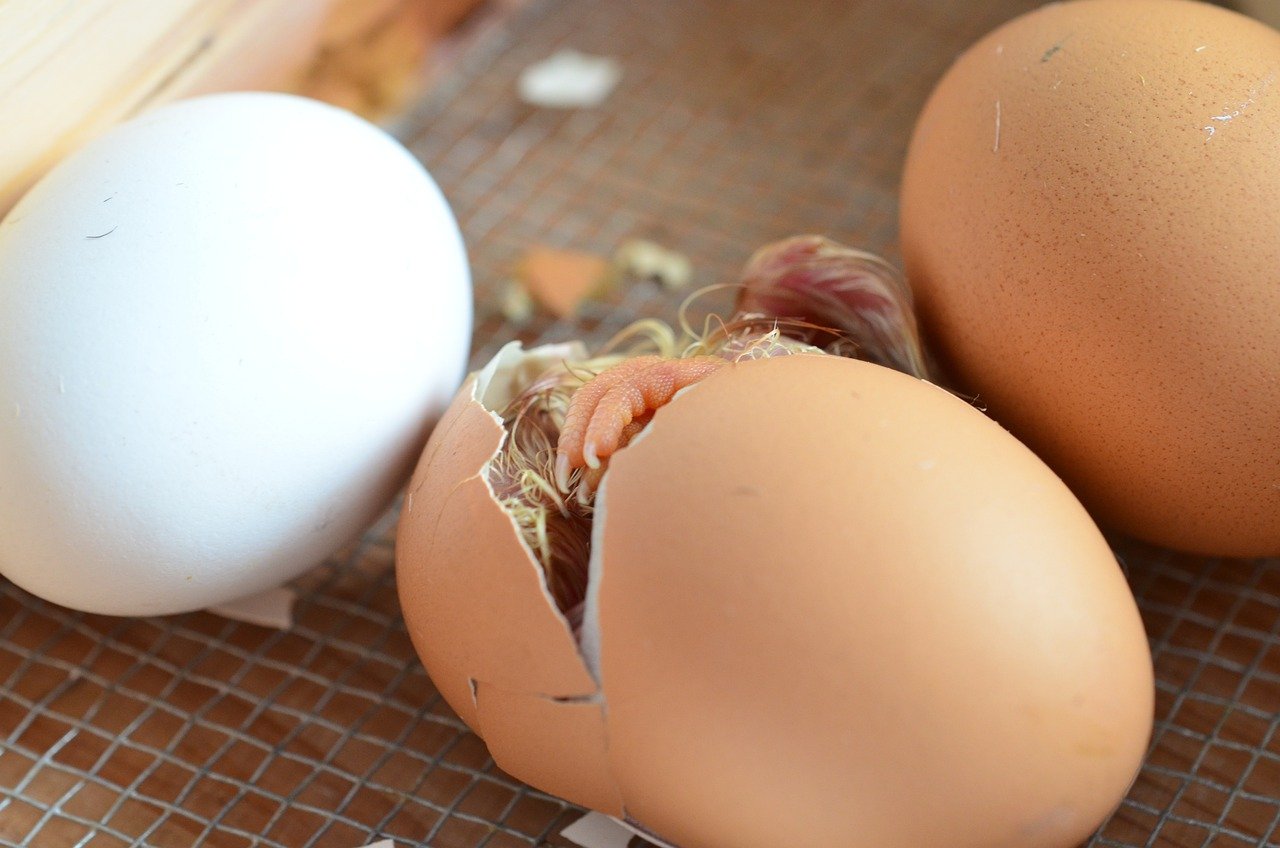 Buy Easter Egger Hatching Eggs