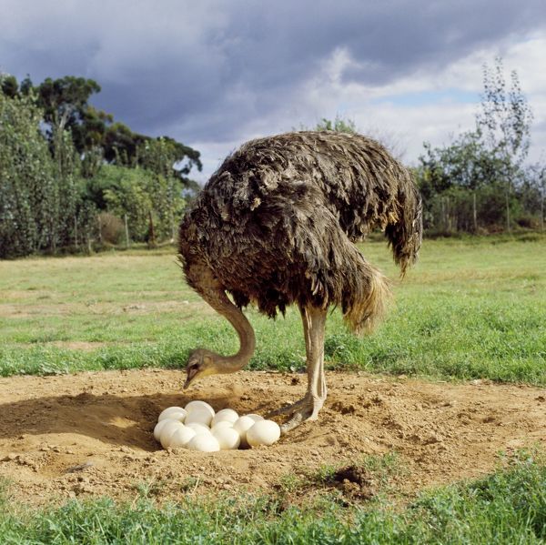 Buy fertile ostrich hatching eggs - Image 2