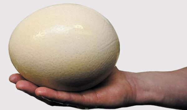 Buy fertile ostrich hatching eggs - Image 3