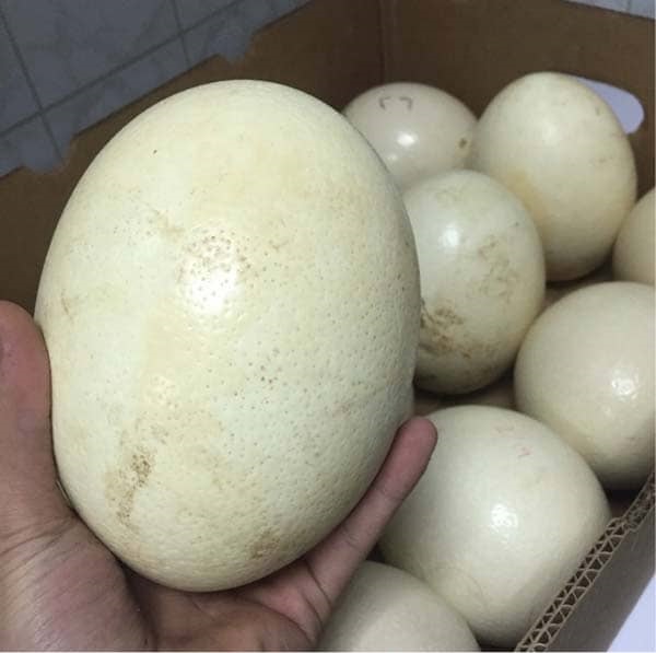 Buy fertile ostrich hatching eggs - Image 4