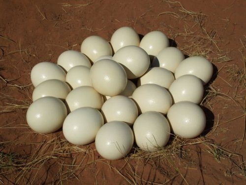 Buy fertile ostrich hatching eggs
