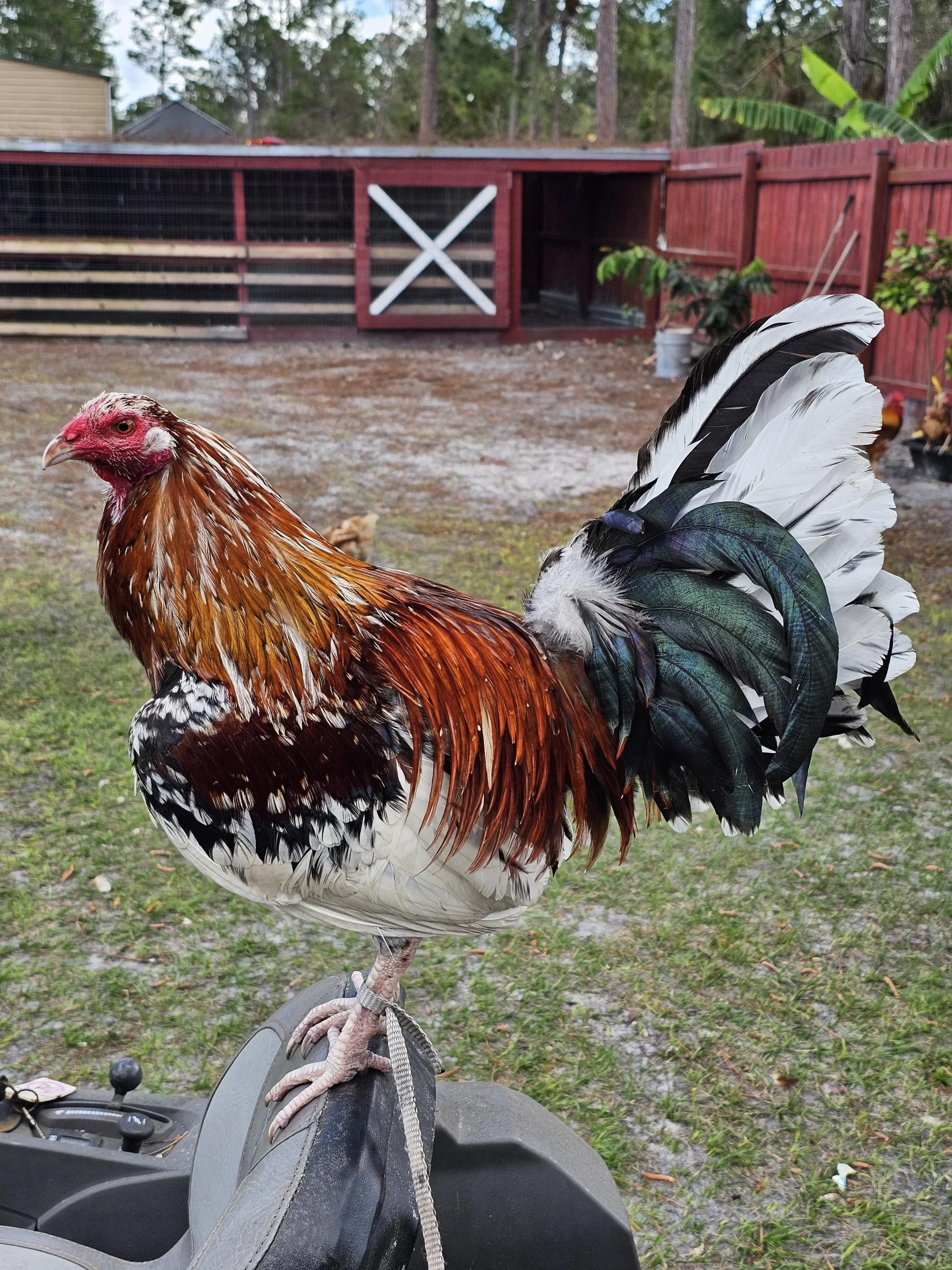 whitehackle game roosters for sale - Image 2