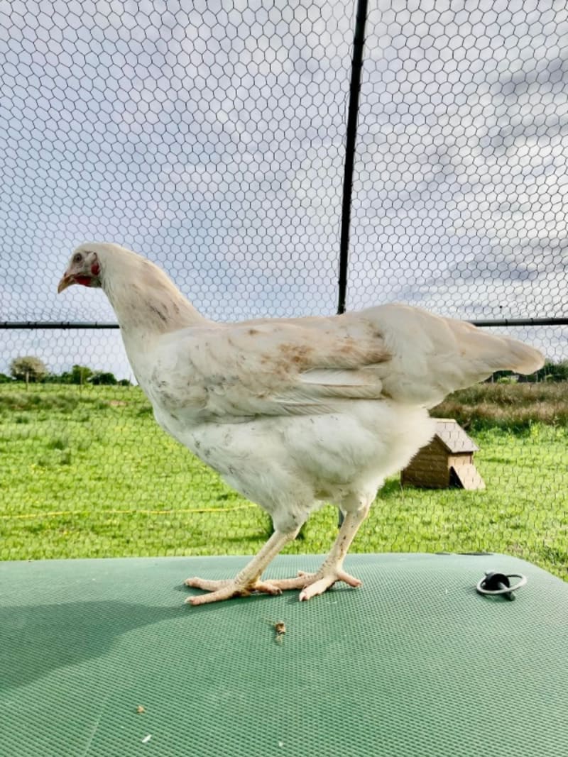 amber star hens for sale - Image 2