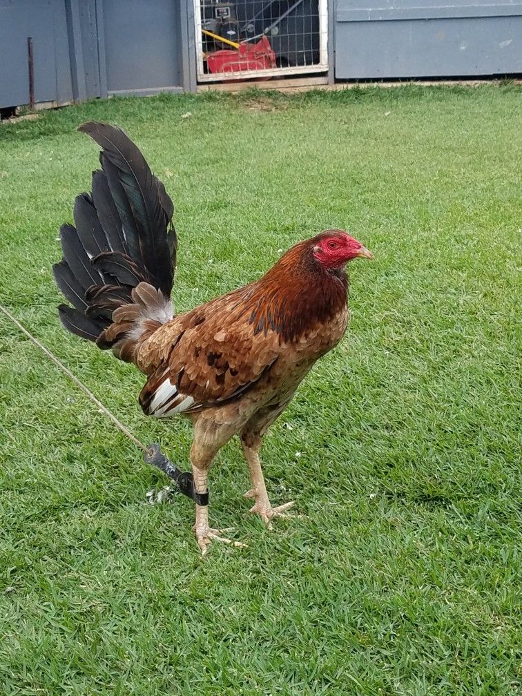 Buy purebred Hennie Sweater cross gamefowl cocks