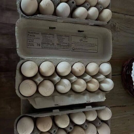 fertile Cardinal Kelso Gamefowl hatching eggs