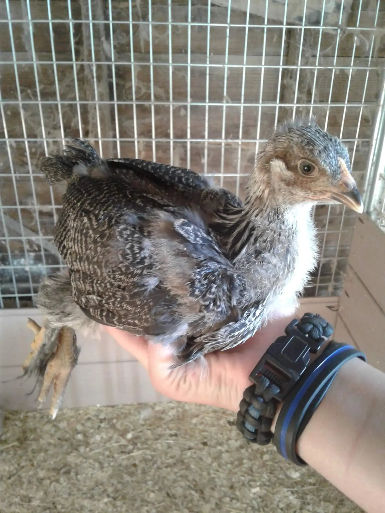 giant brahma chicken for sale - Image 4